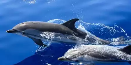 ¿Cuándo y cómo ver delfines y ballenas en Lanzarote?  