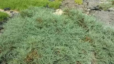 Salado de marisma (Sarcocornia perennis)