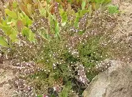 Tomillo salvaje (Micromeria varia ssp. rupestris)