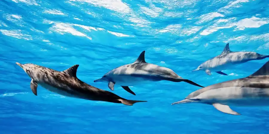 Especies de cetáceos en Lanzarote