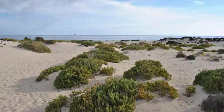 Vegetación en médanos litorales