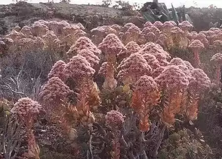 Bejeque de malpaís (Aeonium lancerottense)