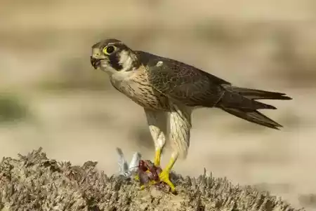 Halcón de Berbería (Falco pelegrinoides)