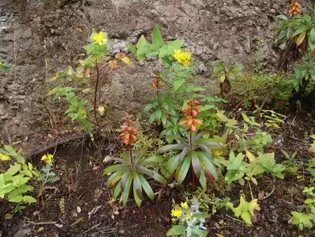 Malfurada (Hypericum grandifolium)